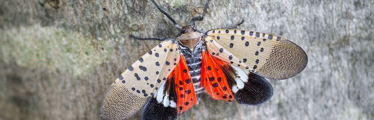 Special Insect Permit Now Required for Truckers in Four States